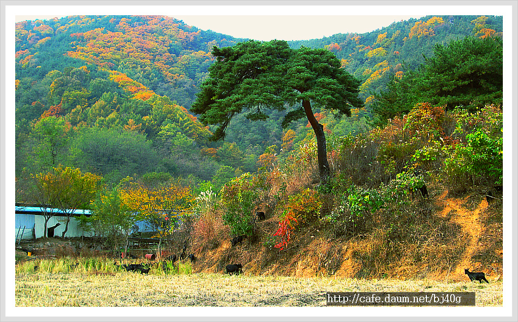 산골흑염소 이미지