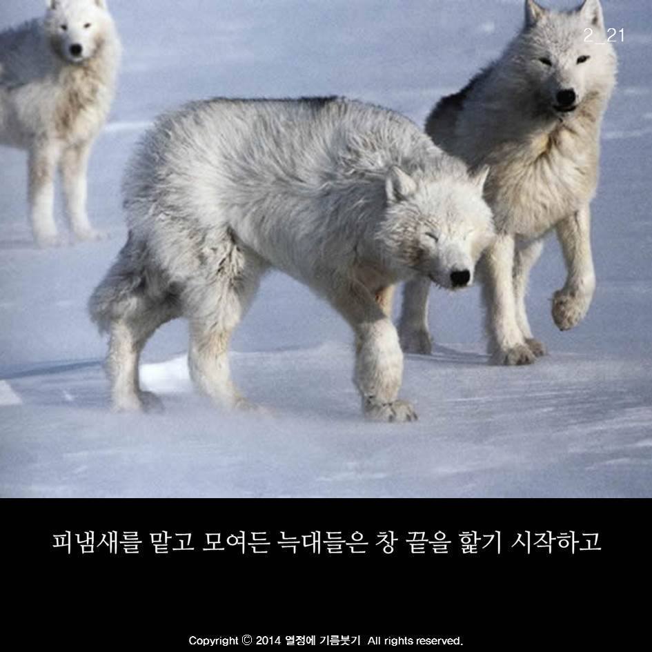 늑대의 죽음 | 인스티즈