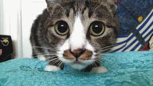 집사와 일반인의 차이점 | 인스티즈