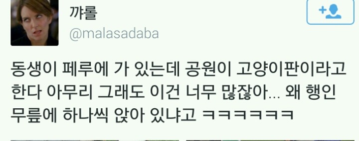 페루의 길 고양이 | 인스티즈