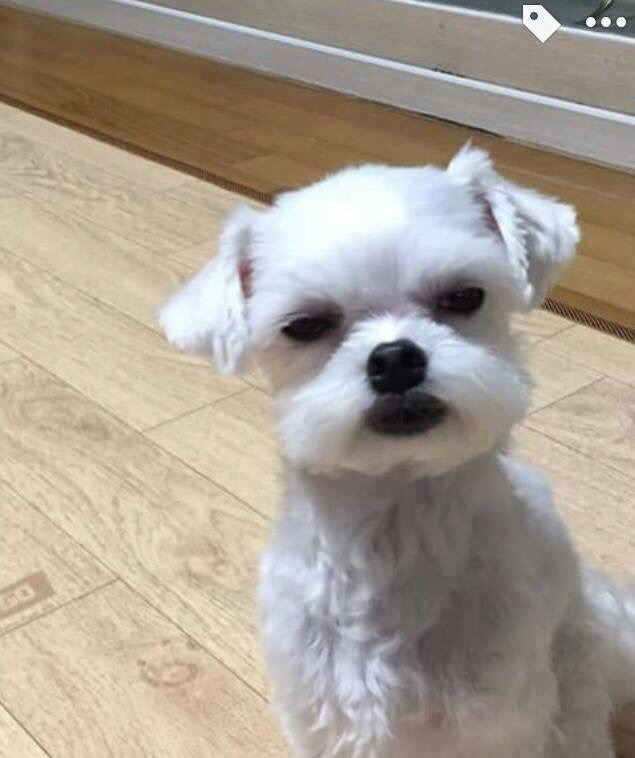 입주변털이 자꾸 입에 들어가서 미용을 해주었더니 .jpg | 인스티즈