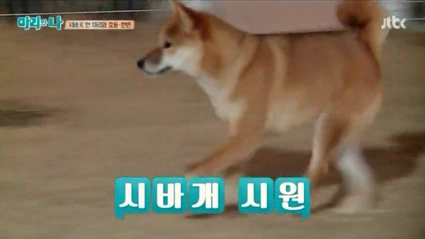 짤파티인 프로그램 | 인스티즈