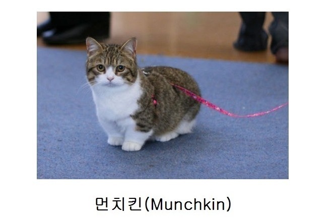 고양이 계의 웰시코기.jpg | 인스티즈