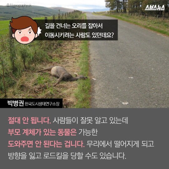 도로를 건너 긴 여정을 떠나는 아기오리와 엄마오리 가족 (심장 폭행) .jpg | 인스티즈