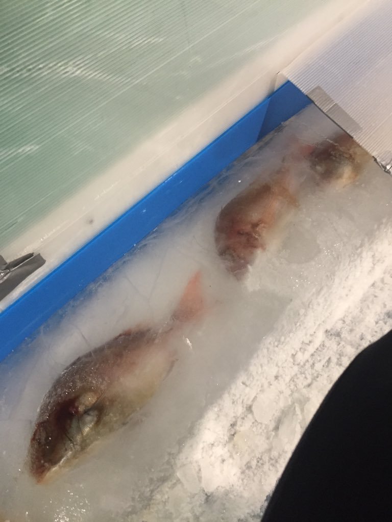 물고기 5천마리를 얼려 만든 일본의 아이스링크 | 인스티즈