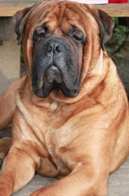 시베리아 호랑이 한마리 vs 개 올스타 연합 | 인스티즈