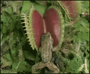 개구리 잡는 파리지옥.gif | 인스티즈