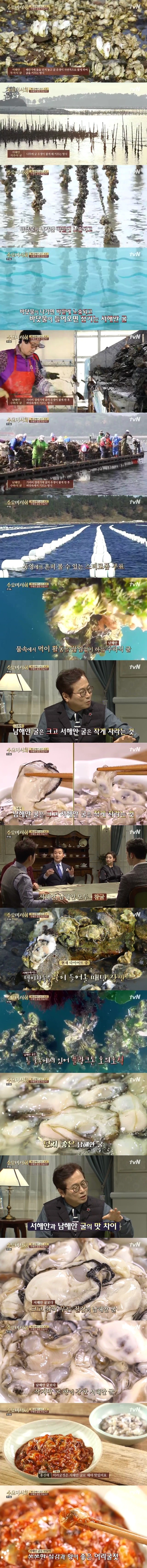 남해안 굴과 서해안 굴의 차이 | 인스티즈