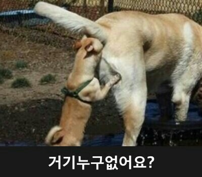 오데이지 이미지