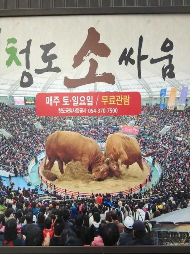 도시사람들은 모르는 실제 소 크기.jpg | 인스티즈