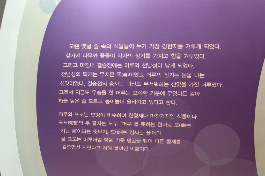 안성서운포도 이미지
