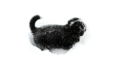 눈밭의 강아지들(데이터) | 인스티즈