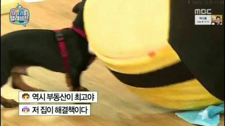 [마리텔] 강형욱 훈련사도 포기한 강아지 도비 | 인스티즈