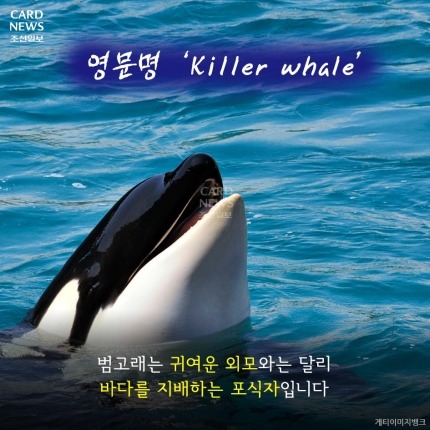 범고래가 사람을 죽인 이유 | 인스티즈