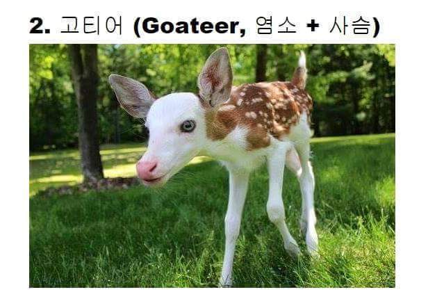 교배 성공한 희귀동물들 ㅋㅋ | 인스티즈