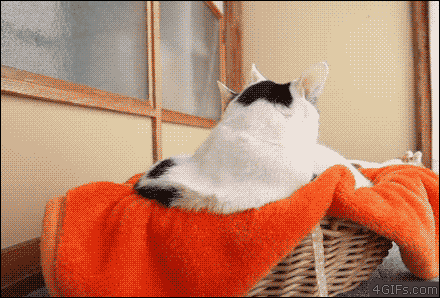 냥이 싸움.gif | 인스티즈