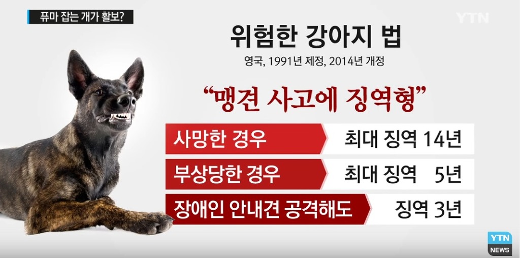 퓨마도 잡는다는 개가 거리 활보?...법 개정 필요 | 인스티즈