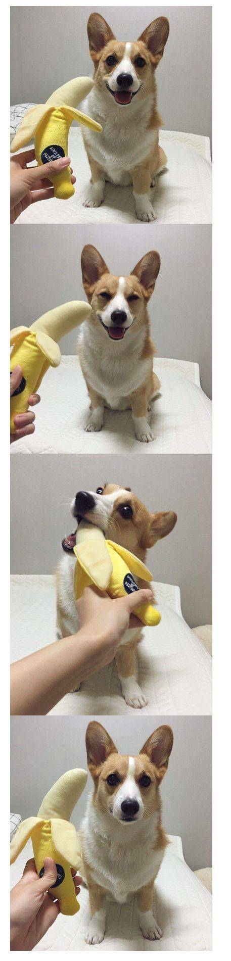 주인한테 낚인 댕댕이.jpg | 인스티즈