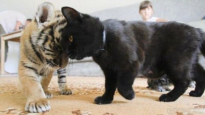 거대털둥이 호냥이 와쪄요 | 인스티즈