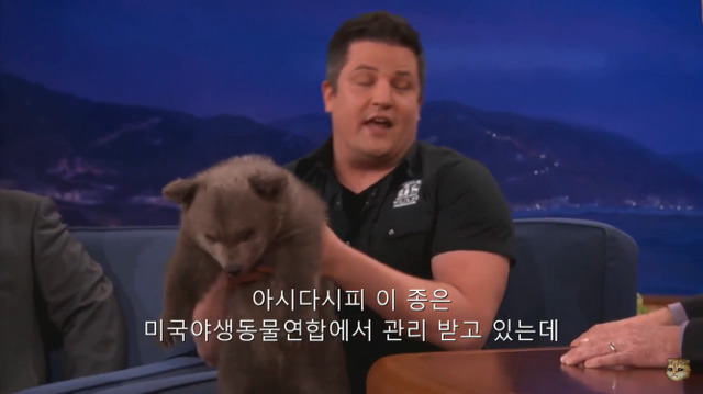 생후 11주된 아기 불곰의 충격적인 귀여움(코난 오브라이언 쇼) | 인스티즈