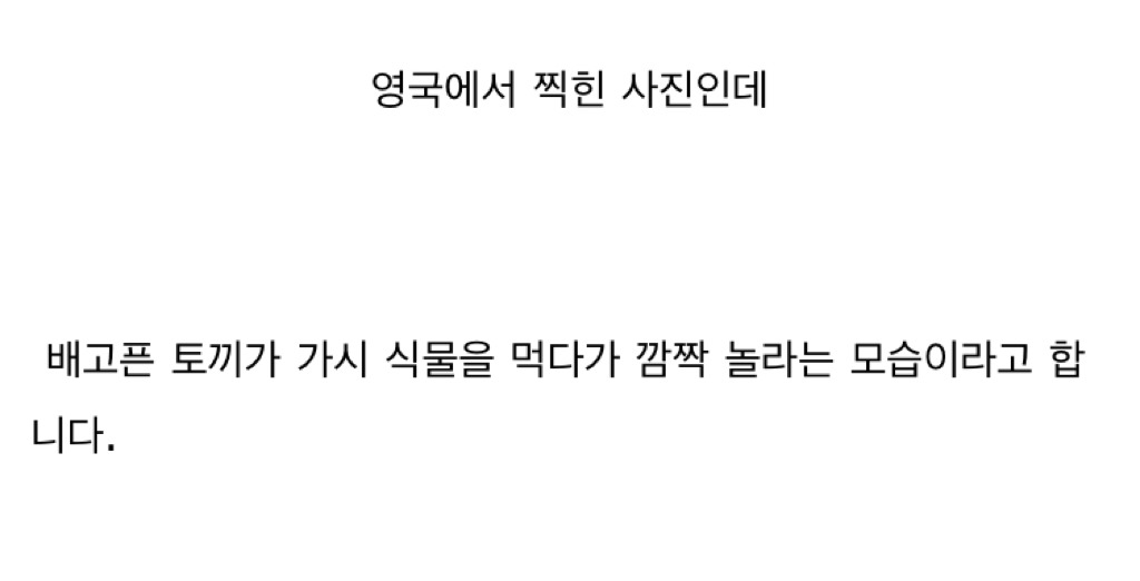 영국에서 찍힌 토끼사진 | 인스티즈