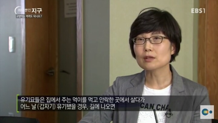 고양이는 버려도 되나요? | 인스티즈