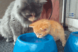 고냥이.gif | 인스티즈