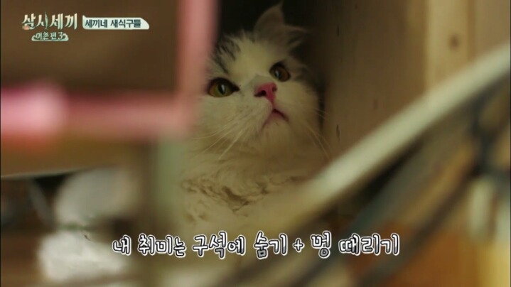 심쿵주의 삼시세끼 윤균상 반려묘 쿵이와몽이 심쿵주의 | 인스티즈