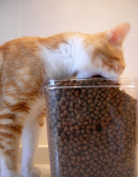 밥먹는 고양이.jpg | 인스티즈