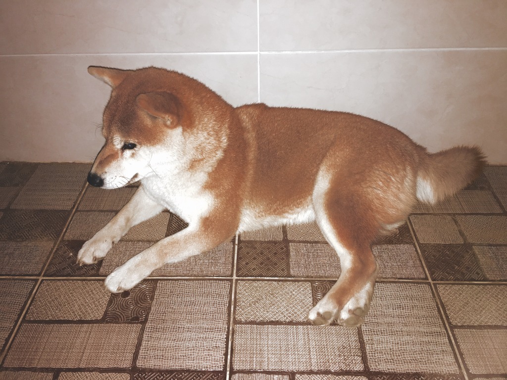 갠조 이미지