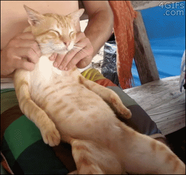시원하냥.gif | 인스티즈