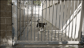 고양이의 놀라운 점프력.gif | 인스티즈