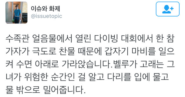찬물때문에 마비가 온 다이빙대회 참가자를 구해준 고래 | 인스티즈