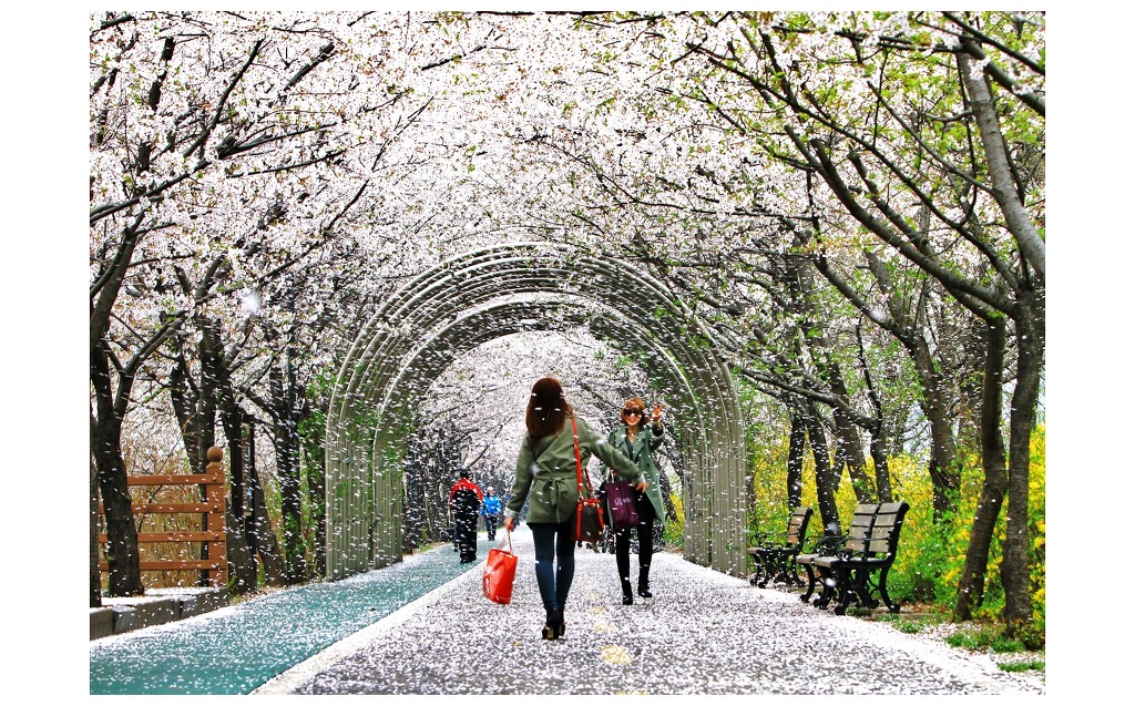 꽃비 이미지