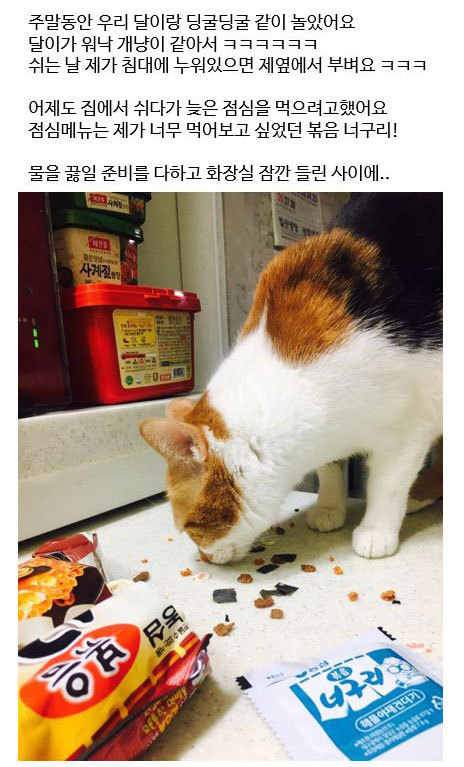 냥아치 인성(=①ω①=).jpg | 인스티즈