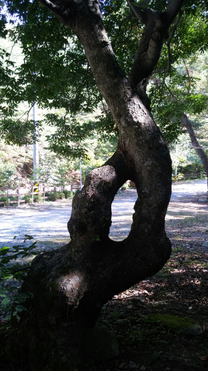 산림원 이미지
