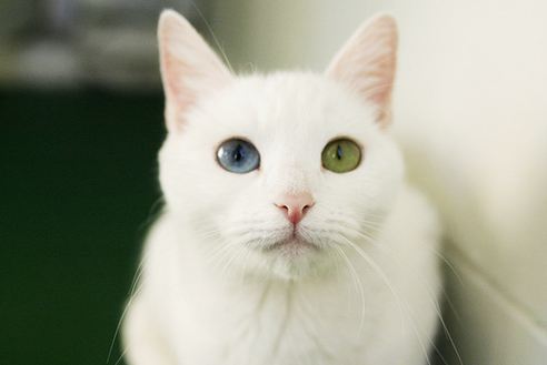 순백색 털에 오드아이를 가진 신비한 분위기의 냥이, 카오마니 고양이에 대하여 | 인스티즈