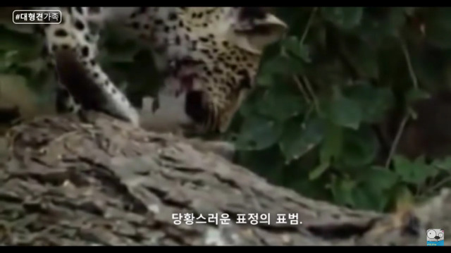 새끼가 있는줄 모르고 어미를 죽인 표범 (화질 안좋음) | 인스티즈