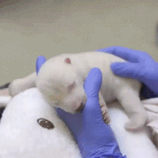 귀요미 북극곰들.gif | 인스티즈