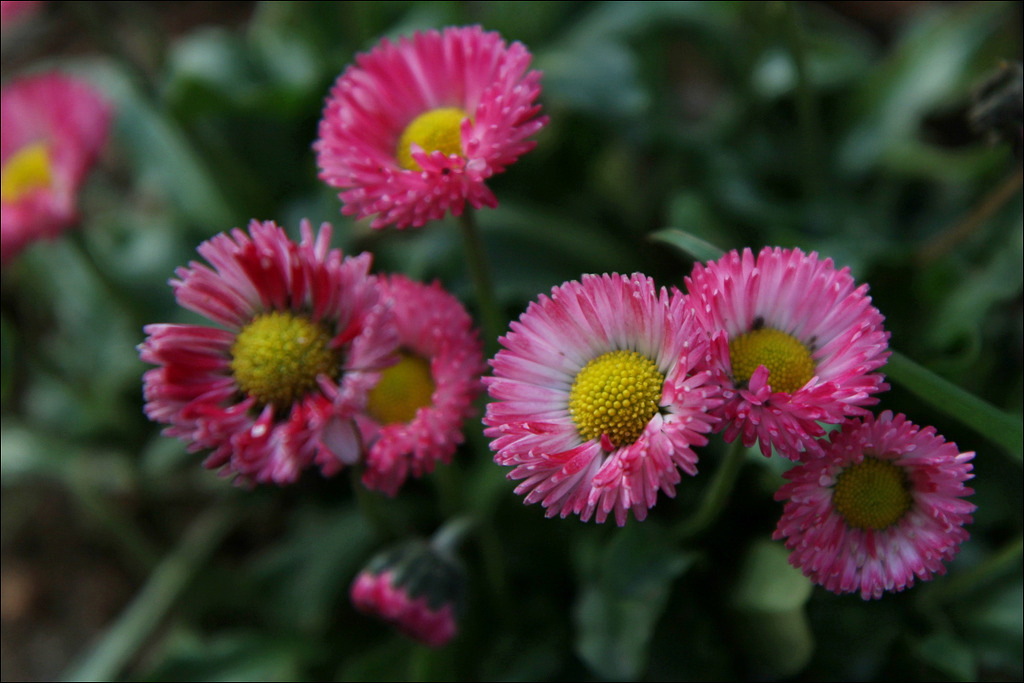 데이지(daisy) 이미지