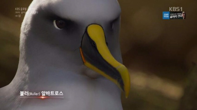 지구상에서 가장 잘생긴 조류 | 인스티즈