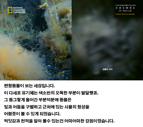 생물의 진화: 인간의 눈 | 인스티즈