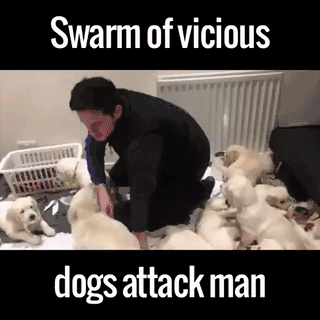 사람 공격하는 들.gif | 인스티즈