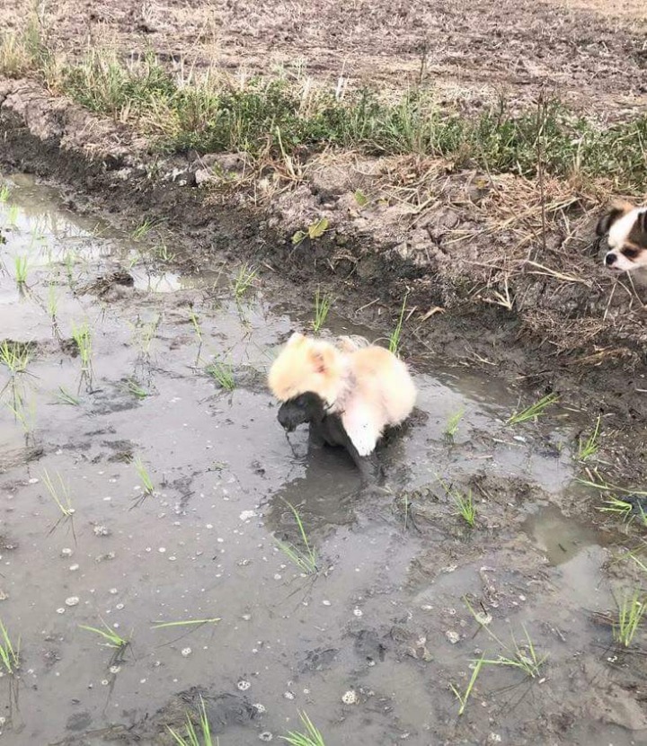 논바닥에서 뒹군 강아지 | 인스티즈