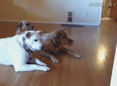 어이구~ 형님 오셨습니까?.gif | 인스티즈