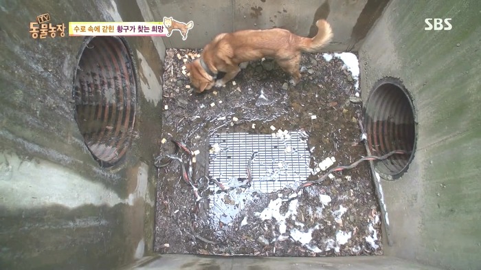 [동물농장] 수로 속에 갇힌 황구가 찾는 희망.JPG (감동주의) | 인스티즈