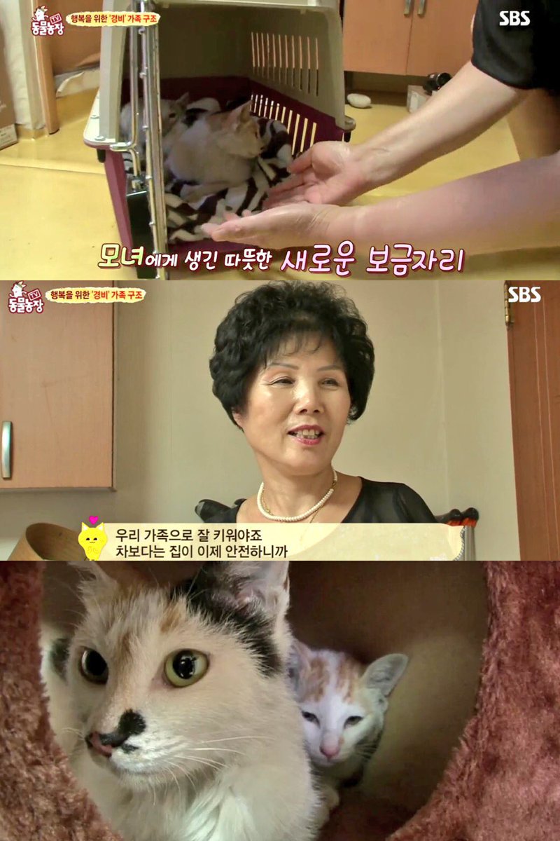 고양이때문에 택시 타고 다니는 가족 | 인스티즈