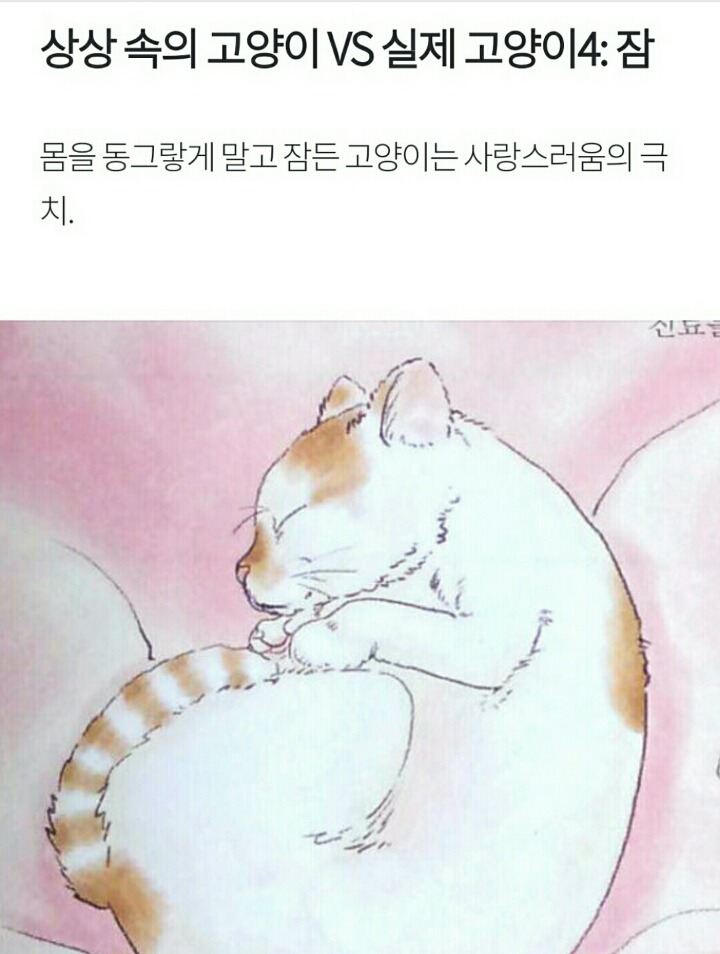 상상 속의 고양이 vs 실제 고양이 | 인스티즈