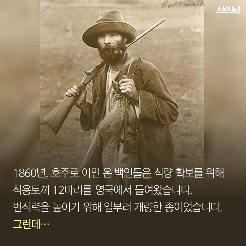한국을 습격한 거대 토끼 | 인스티즈