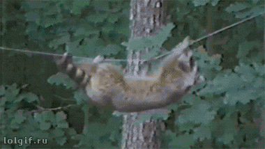 사람 코스프레하는 라쿤 짤 모음.gif | 인스티즈